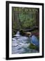 Muir Woods National Monument, California - Blue Heron-Lantern Press-Framed Art Print