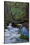 Muir Woods National Monument, California - Blue Heron-Lantern Press-Stretched Canvas