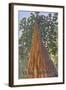 Muir Woods National Monument, California - Looking Up Tree-Lantern Press-Framed Art Print