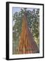 Muir Woods National Monument, California - Looking Up Tree-Lantern Press-Framed Art Print