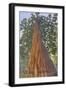 Muir Woods National Monument, California - Looking Up Tree-Lantern Press-Framed Art Print