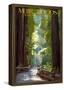 Muir Woods National Monument, California - Pathway-null-Framed Poster