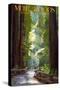 Muir Woods National Monument, California - Pathway-Lantern Press-Stretched Canvas