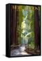 Muir Woods National Monument, California - Pathway-Lantern Press-Framed Stretched Canvas