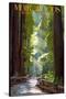 Muir Woods National Monument, California - Pathway-Lantern Press-Stretched Canvas