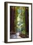 Muir Woods National Monument, California - Pathway-Lantern Press-Framed Premium Giclee Print