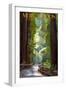 Muir Woods National Monument, California - Pathway-Lantern Press-Framed Premium Giclee Print