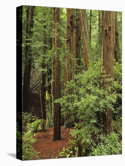 Muir Woods National Monument, Redwood Forest, California, Usa-Gerry Reynolds-Stretched Canvas