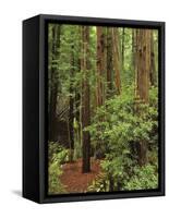 Muir Woods National Monument, Redwood Forest, California, Usa-Gerry Reynolds-Framed Stretched Canvas