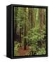 Muir Woods National Monument, Redwood Forest, California, Usa-Gerry Reynolds-Framed Stretched Canvas