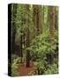 Muir Woods National Monument, Redwood Forest, California, Usa-Gerry Reynolds-Stretched Canvas