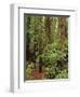 Muir Woods National Monument, Redwood Forest, California, Usa-Gerry Reynolds-Framed Photographic Print