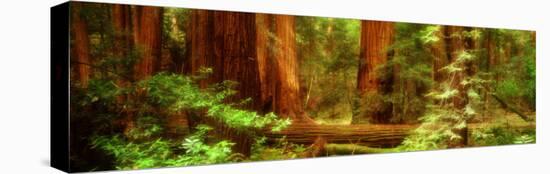 Muir Woods, Trees, National Park, Redwoods, California-null-Stretched Canvas