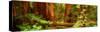 Muir Woods, Trees, National Park, Redwoods, California-null-Stretched Canvas