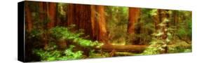 Muir Woods, Trees, National Park, Redwoods, California-null-Stretched Canvas