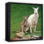 Mulali, Right, a Two-Year-Old Albino Grey Kangeroo Stands Next to Her Joey-null-Framed Stretched Canvas