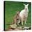 Mulali, Right, a Two-Year-Old Albino Grey Kangeroo Stands Next to Her Joey-null-Stretched Canvas