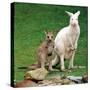 Mulali, Right, a Two-Year-Old Albino Grey Kangeroo Stands Next to Her Joey-null-Stretched Canvas