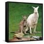 Mulali, Right, a Two-Year-Old Albino Grey Kangeroo Stands Next to Her Joey-null-Framed Stretched Canvas