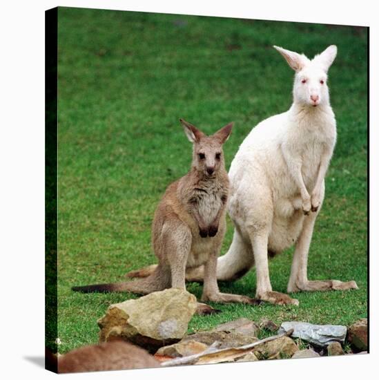 Mulali, Right, a Two-Year-Old Albino Grey Kangeroo Stands Next to Her Joey-null-Stretched Canvas