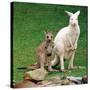 Mulali, Right, a Two-Year-Old Albino Grey Kangeroo Stands Next to Her Joey-null-Stretched Canvas