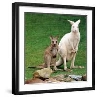 Mulali, Right, a Two-Year-Old Albino Grey Kangeroo Stands Next to Her Joey-null-Framed Premium Photographic Print