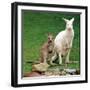 Mulali, Right, a Two-Year-Old Albino Grey Kangeroo Stands Next to Her Joey-null-Framed Premium Photographic Print