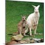 Mulali, Right, a Two-Year-Old Albino Grey Kangeroo Stands Next to Her Joey-null-Mounted Premium Photographic Print