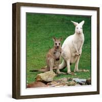 Mulali, Right, a Two-Year-Old Albino Grey Kangeroo Stands Next to Her Joey-null-Framed Photographic Print