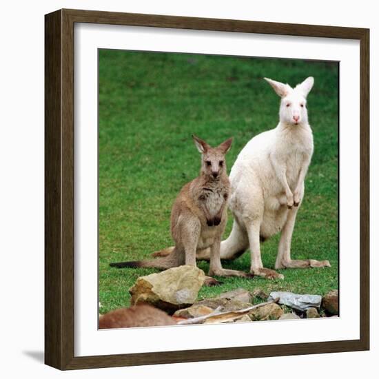 Mulali, Right, a Two-Year-Old Albino Grey Kangeroo Stands Next to Her Joey-null-Framed Photographic Print