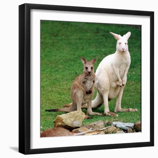 Mulali, Right, a Two-Year-Old Albino Grey Kangeroo Stands Next to Her Joey-null-Framed Photographic Print