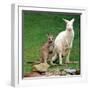 Mulali, Right, a Two-Year-Old Albino Grey Kangeroo Stands Next to Her Joey-null-Framed Photographic Print