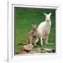 Mulali, Right, a Two-Year-Old Albino Grey Kangeroo Stands Next to Her Joey-null-Framed Photographic Print