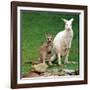 Mulali, Right, a Two-Year-Old Albino Grey Kangeroo Stands Next to Her Joey-null-Framed Photographic Print