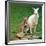 Mulali, Right, a Two-Year-Old Albino Grey Kangeroo Stands Next to Her Joey-null-Framed Photographic Print