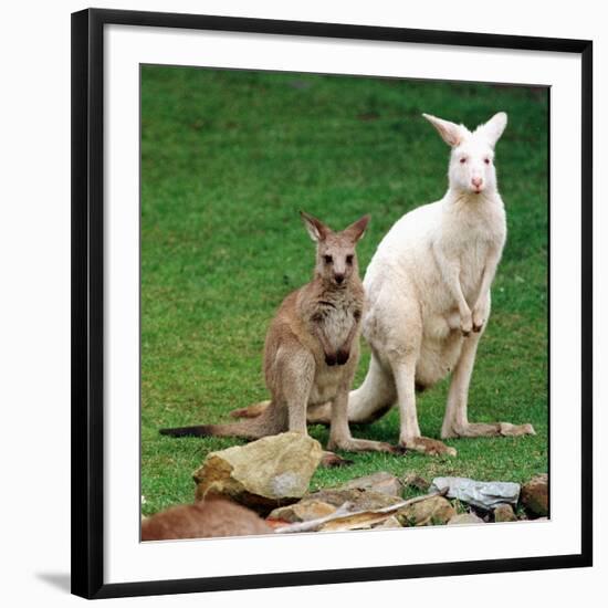 Mulali, Right, a Two-Year-Old Albino Grey Kangeroo Stands Next to Her Joey-null-Framed Photographic Print