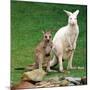 Mulali, Right, a Two-Year-Old Albino Grey Kangeroo Stands Next to Her Joey-null-Mounted Photographic Print