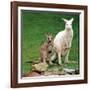 Mulali, Right, a Two-Year-Old Albino Grey Kangeroo Stands Next to Her Joey-null-Framed Photographic Print