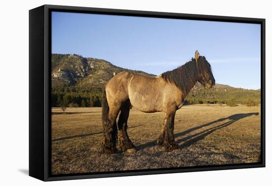 Mulassier Du Poitou-null-Framed Stretched Canvas