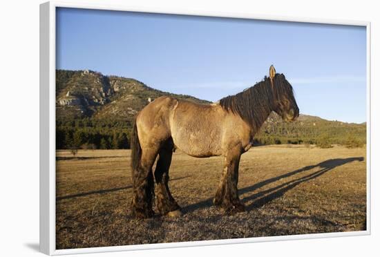 Mulassier Du Poitou-null-Framed Photographic Print