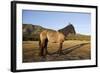 Mulassier Du Poitou-null-Framed Photographic Print