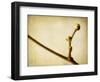 Mulberry 1-Jessica Rogers-Framed Giclee Print