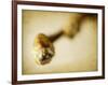 Mulberry 2-Jessica Rogers-Framed Giclee Print