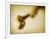 Mulberry 2-Jessica Rogers-Framed Giclee Print