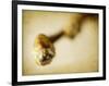 Mulberry 2-Jessica Rogers-Framed Giclee Print