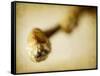 Mulberry 2-Jessica Rogers-Framed Stretched Canvas