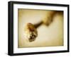 Mulberry 2-Jessica Rogers-Framed Giclee Print