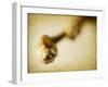 Mulberry 2-Jessica Rogers-Framed Giclee Print