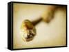 Mulberry 2-Jessica Rogers-Framed Stretched Canvas