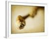 Mulberry 2-Jessica Rogers-Framed Giclee Print